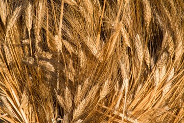 golden wheat field