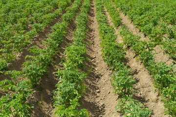 Fototapeta na wymiar Potatoes growing on a farmer's field. Potato plant in the garden in summer. Agriculture, vegetables, farming concept.