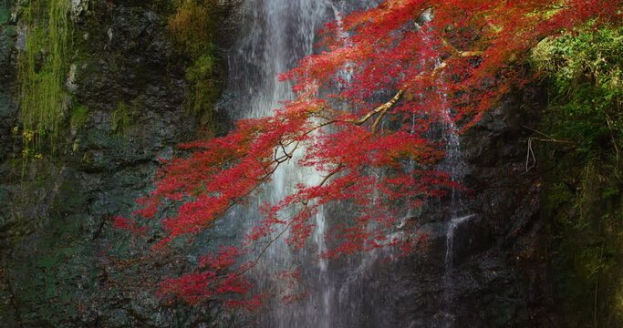 Waterfall Momiji Red leaves Autumn Japan FIX | 滝 紅葉 真っ赤な紅葉 日本の秋 ミドル フィックス