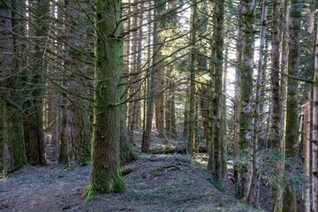 footpath in the woods