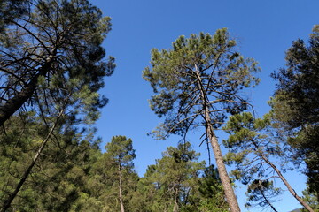 Pins sur fond de ciel bleu.