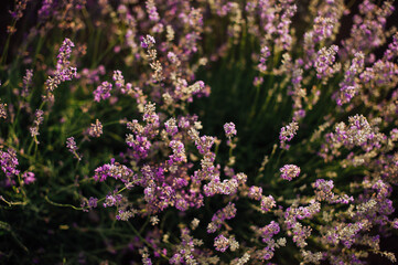 lavender flowers in morning light