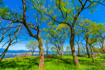 Fototapeta na wymiar 琵琶湖畔の新緑の木