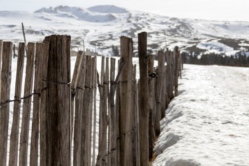 Fototapeta premium landscape with snow covered trees
