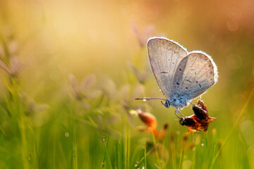 Obraz na płótnie Canvas butterfly on grass