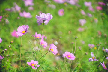 野原に咲くきれいなコスモスの花 お花畑 沖縄県の離島宮古島