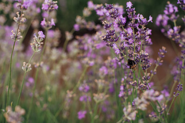 close-up of a violet lavender flowers