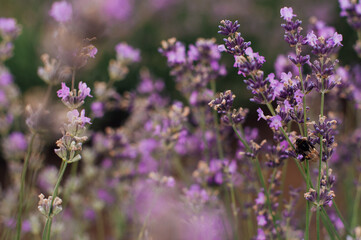 A bee on a flower of lavender, field, close view