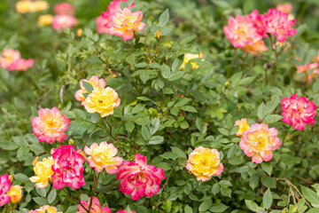 A rose bush with many multi-colored roses in bloom. Selective focus.