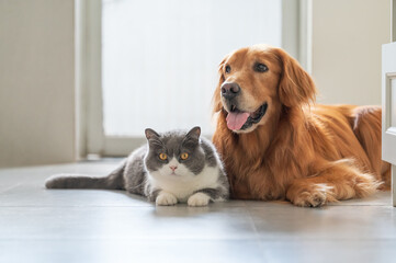 Golden Retriever and British Shorthair are friendly