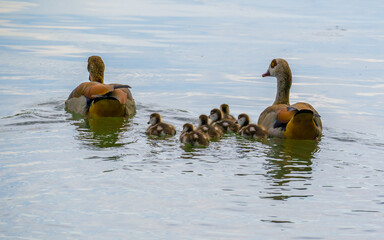 Egyptian goose family with small cute goslings swimming on lake