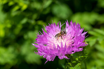 Purple with white cornflower flower with a bee close-up. Selective focus.