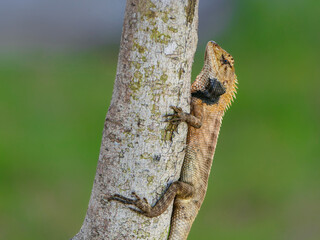 Lizard on the tree.