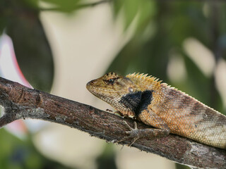 Lizard on the tree.