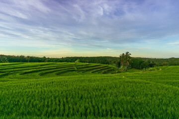 Fototapeta na wymiar panorama of the natural beauty of asia. view of green rice fields and clear morning sky