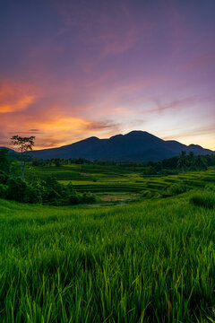 panorama of the natural beauty of asia. beautiful view of rice fields at sunrise