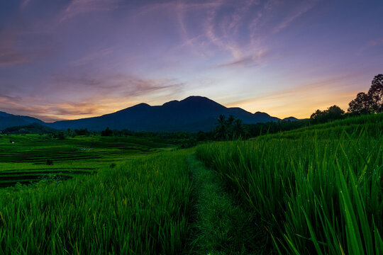 panorama of the natural beauty of asia. view of green rice fields with morning dew in Indonesia