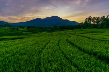 Fototapeta na wymiar panorama of the natural beauty of asia. Morning view of rice fields in Bengkulu, Indonesia