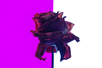 Fototapeta na wymiar Dried Red Rose on purple and White color Background, sad valentine