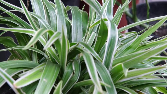 Chlorophytum capense. Spider plant, Bracketplant. 4K Video