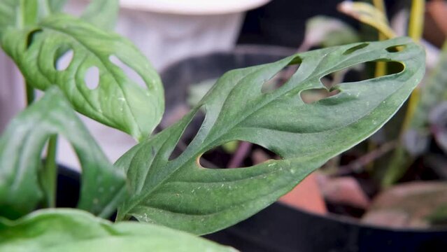 Monstera obliqua Miq. Broken Heart Plant