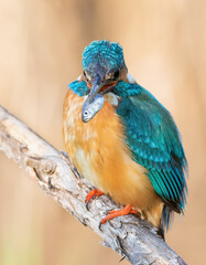 Сommon kingfisher, Alcedo atthis. A male bird caught a small fish