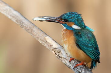 Fototapeta premium Сommon kingfisher, Alcedo atthis. A bird caught a fish