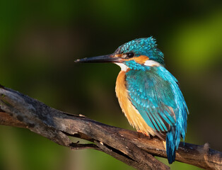 Fototapeta premium Сommon kingfisher, Alcedo atthis. A bird sits on a branch against a beautiful blurry green background