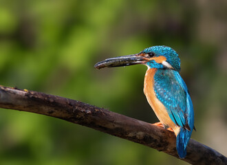 Сommon kingfisher, Alcedo atthis. The male catches the prey and brings it to the nest to feed his...