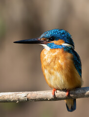 Сommon kingfisher, Alcedo atthis. Close-up of a bird