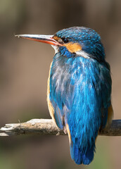Сommon kingfisher, Alcedo atthis. Close-up of the female