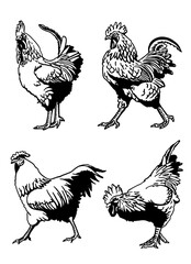 Set of  vector roosters isolated on white background, domestic animals, grahical elements