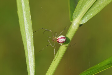 Closeup of the spider Enoplognatha ovata or the similar Enoplognatha latimana, family Theridiidae. In a plant. July, Dutch garden.