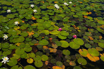 Green leaves and lotus flowers in the pond on the water
