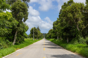 Asphalt road with trees on the side