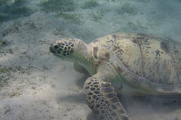 Obraz premium Schildkröte auf Seegraswiese