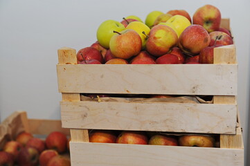 Almaty, Kazakhstan - 03.10.2016 : Fresh harvested apples in wooden boxes