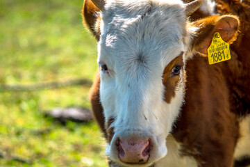 White-brown cow on a background of the green grass, closeup.