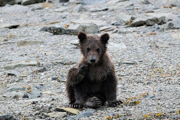 Fototapeta premium Niedliches Grizzlybaby - Der kleine Grizzlybär ist vier Monate alt