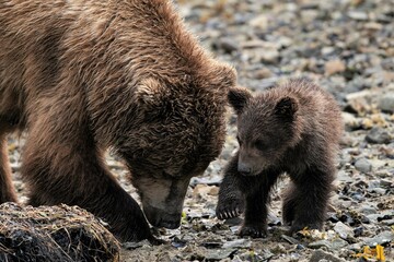 Mutter mit kleinem Nachwuchs, auch Spring Cub genannt, bei der Suche nach Claim Muscheln, der Hauptnahrung in der  Zeit vor der Lachsmigration