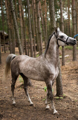 koń arabski