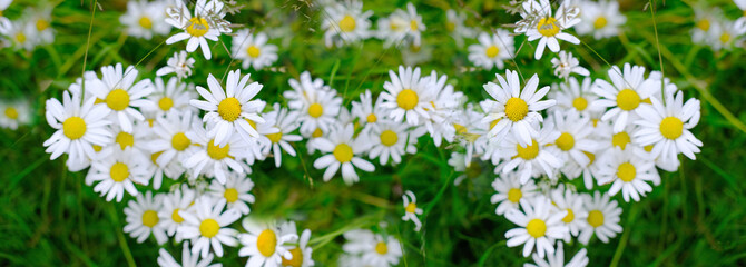 chamomile, daisy with white petals, fragrant meadow herbs, wildflowers, beautiful summer...