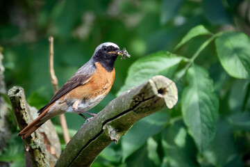 Gartenrotschwanz ( Phoenicurus phoenicurus ).