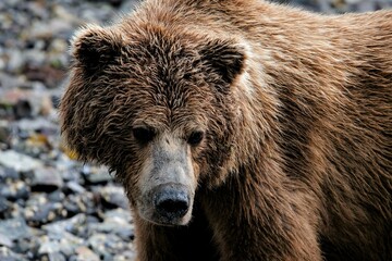 Naklejka na ściany i meble Schönes Porträt eines Grizzlybärs - Alaska