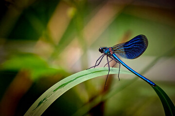Gebänderte Prachtlibelle ( Calopteryx splendens ).