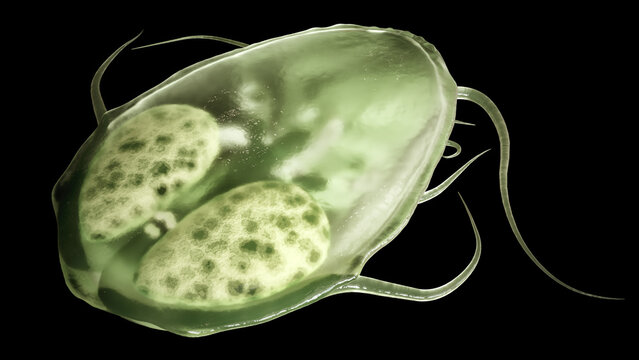 Giardia intestinalis as Closeup - 3D Rendering