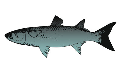 Grey Mullet Fish Silhouette Mugil Cephalus Fish Vector Illustration Isolated on  White Background