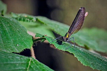 Blauflügel-Prachtlibelle ( Calopteryx virgo ).