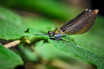 Blauflügel-Prachtlibelle ( Calopteryx virgo ).