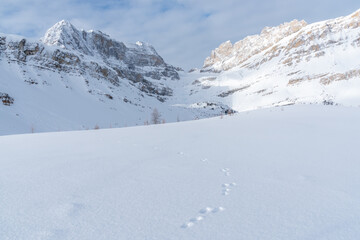 Fototapeta na wymiar Rabbit tracks leading into mountains in winter scenery in Banff National Park, Alberta, Canada